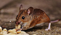 24 Hour & Emergency Exterminators in Amana, IA